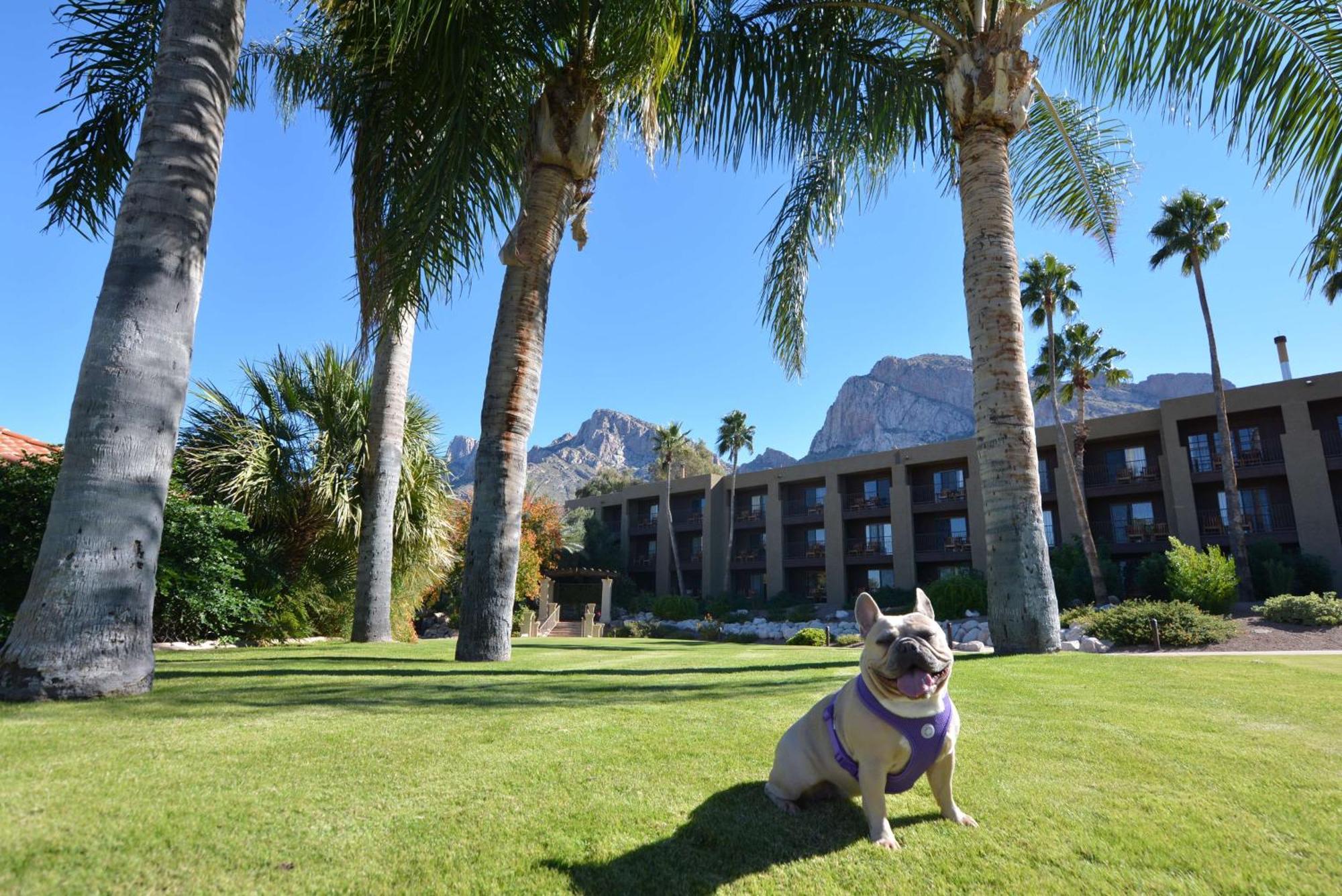 El Conquistador Tucson, A Hilton Resort Oro Valley Exteriör bild